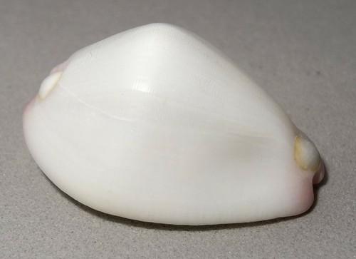 Meeresschnecke calpurnus - meeresschnecke,