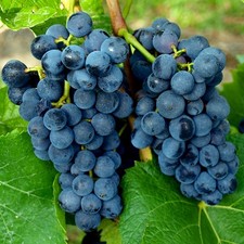 Weintraube blau Pinotin