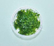 [9,98€/100ml] *50ml SÜSSWASSERTANG* Moos Garnelen Aquarienpflanze Aquarium