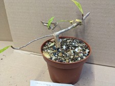 Commiphora kua, kakteen sukkulenten Kaktus Caudex