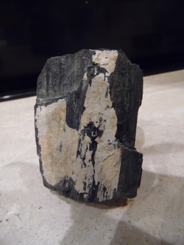 Versteinerung fossilien - versteinerung,