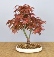 Bonsai Outdoor, Roter