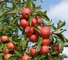 Apfelbaum `Elstar ®´, Buschbaum (kleinbleibend) 120-140cm im 10L Topf