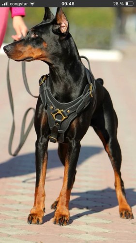 Hunde geschirr und leine - und,