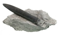 Lias  Passaloteuthis bisulcata