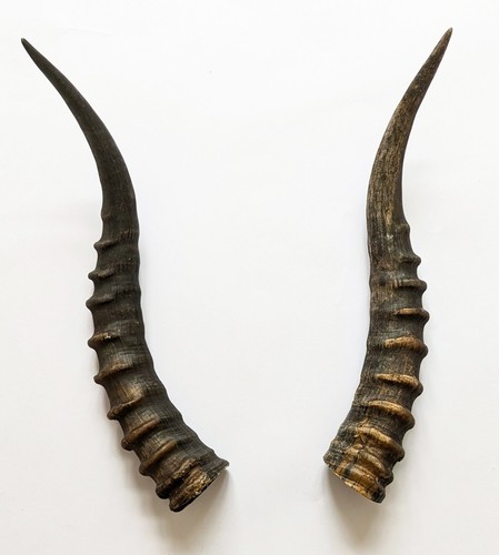 Blessbockhörner echte - 35, cm