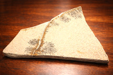 Mangan-Dendriten Platte –