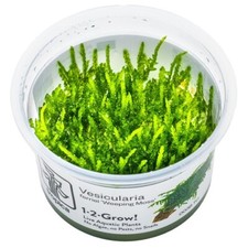 Tropica Vesicularia ferriei 'Weeping Moss' Garnelen Nano Aquarium In-Vitro Moos
