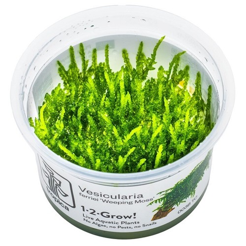 Tropica vesicularia ferriei - tropica,