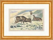 Mufflon Wildschaf Gebirge Geweih Wiese Bock Elba Mahler Original 279 Gerahmt