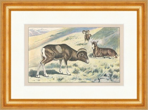 Mufflon wildschaf gebirge - wildschaf,