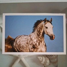 Pferdepostkarte AK Pferd Korsch Hannoveraner 02/2013