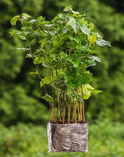 10 Stück XXL Topfpflanzen