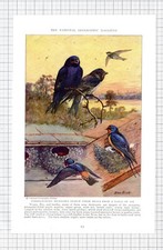 Schwalbenvogel Allan Brooks -