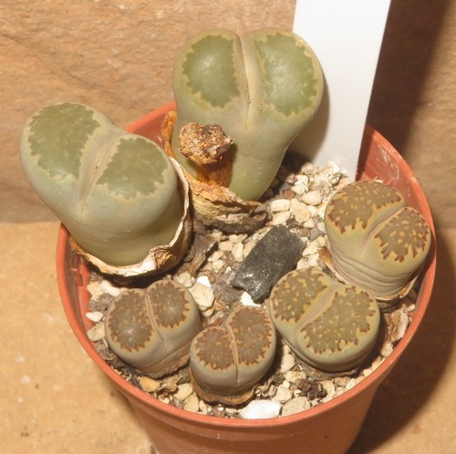 Lithops julii ssp - ssp.,