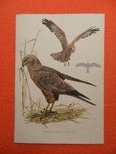 Rohrweihe (Circus aeruginosus)