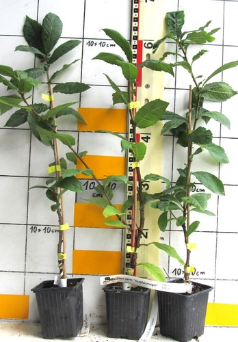 Mespilus germanica