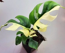 Rhaphidophora Tetrasperma