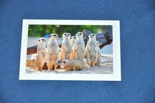 REWE ABENTEUER TIERWELT Nr