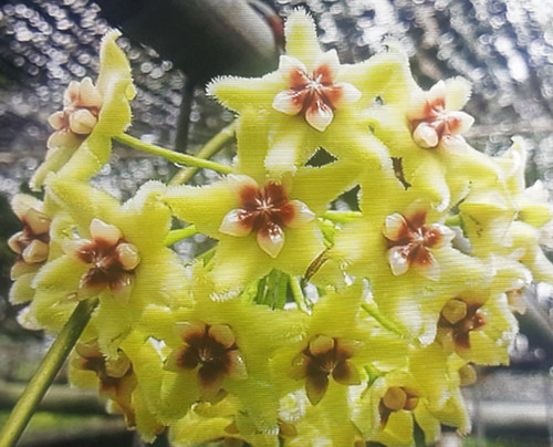 Hoya buotii sunriser - buotii, cv.