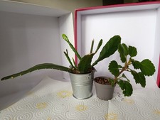 Jürge Pflanze Plektrantus Und