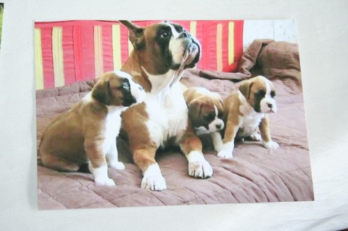 Hunde postkarte von - von, poster