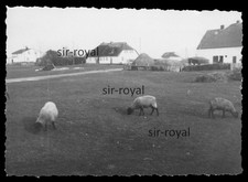 Neuendorf Hiddensee 1969 -