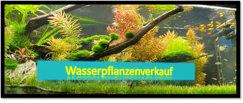 Angebote aquarienpflanzen - !!!,