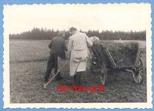Foto, alte Landwirtschaft, Heuernte, Bauer mit Leiterwagen und Ochse, um 1938 !!