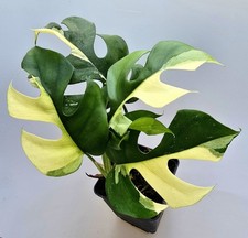 Sehr schöne rhaphidophora - schöne,