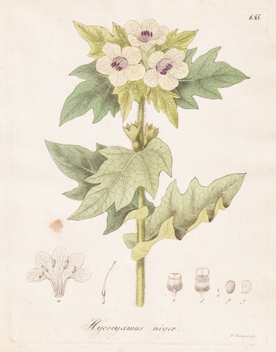Hyoscyamus niger bilsenkraut - hyoscyamus,