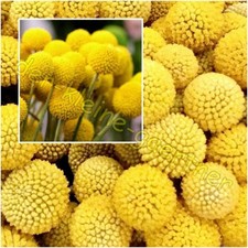 TROMMELSTÖCKCHEN CRASPEDIA