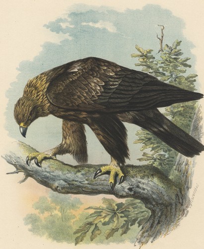 Steinadler v riesenthal - steinadler, o.