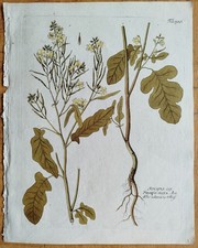 Senf Sinapis + Vietz