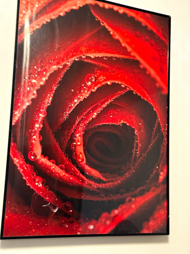 Gerahmtes wandbild rote rose - gerahmtes,