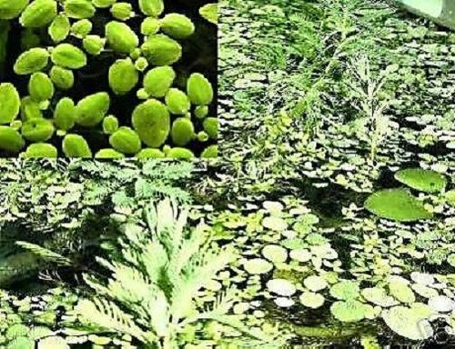 Lemna minor