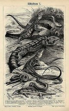 Eidechsen Gecko Leguan Flugdrache Kröteneidechse Handwühle orig. Holzstiche Zxz