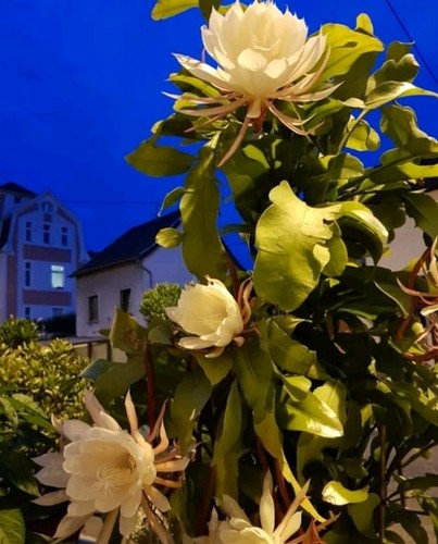 Epiphyllum-oxypetalum