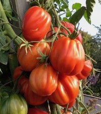 Tomatensamen - , (7+