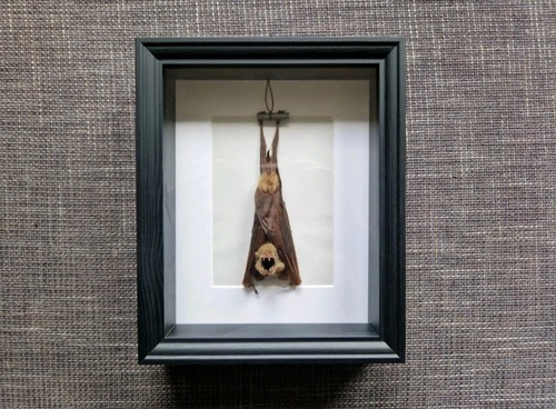 Schaukasten mit fledermaus - schaukasten,