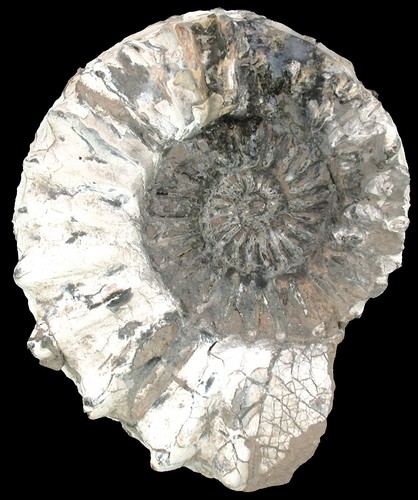 Lias pleuroceras spinatum - lias,