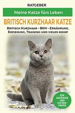 Britisch Kurzhaar Katze: Britisch Kurzhaar Katze Ratgeber - BKH Katze - Erziehun