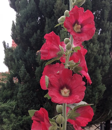 Stockrose rot samen für - rot, 30
