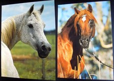 2 VERSCHIEDENE POSTKARTEN " ARABISCHES VOLLBLUT "