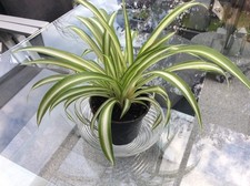 Grünlilie Chlorophytum