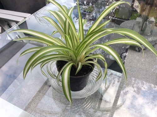 Grünlilie chlorophytum - grünlilie,