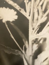 Großes Original Foto Francis