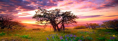 Puzzle eichenbaum - puzzle, (2000