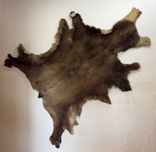 Echtes Vielfraß Fell 