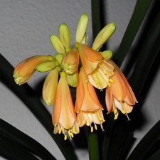 Clivie "Clivia x cyrtanthiflora" Riemenblatt Energiepflanze Zimmerpflanze Büro